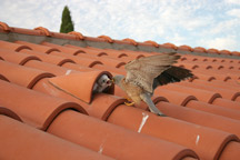 Macho Ceba en edificio