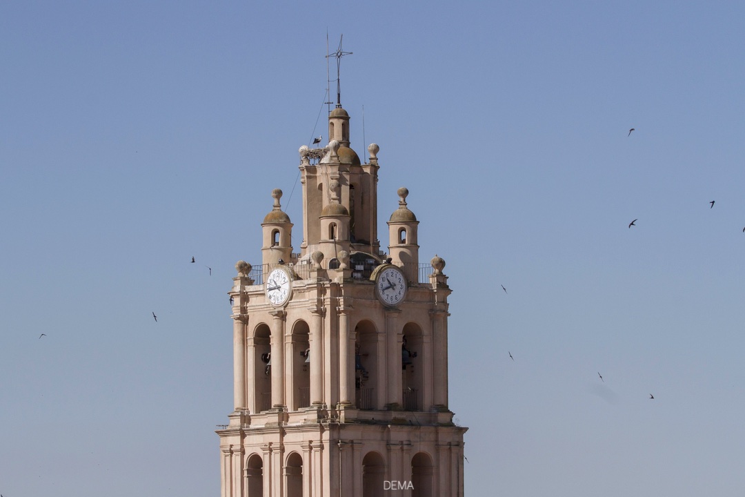 Plano cercano De la Torre De la Iglesia de la Purificación con decenas de cernícalos primilla volando